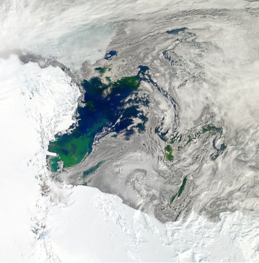 Satellite image of our study region in the Ross Sea during summer, with large phytoplankton blooms clearly visible in green (image: NASA).